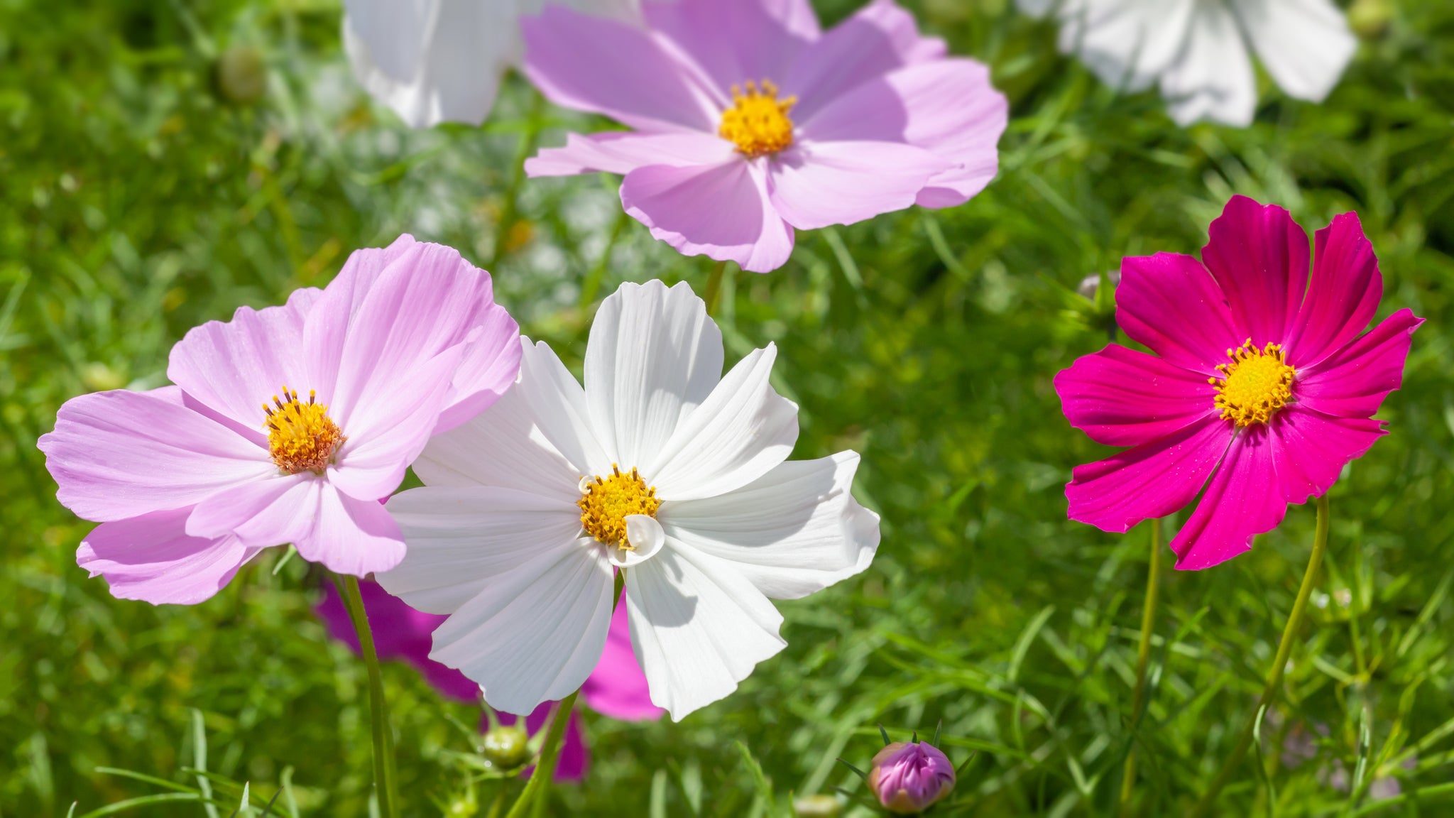 Rohrer Seeds Sensation Mix Cosmos Seeds