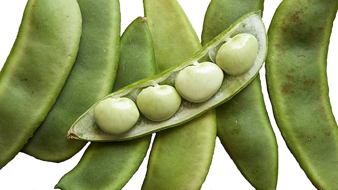 Burpees Improved Bush Lima Bean Seeds