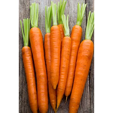 Rohrer Seeds 14-21 1/4 in 1 in Tendersweet Carrot Seeds