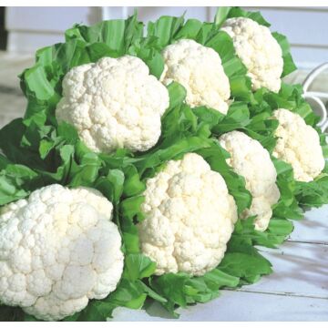 Rohrer Seeds 4-10 1/4 in 2-4 in Snow Crown Hybrid Cauliflower Seeds