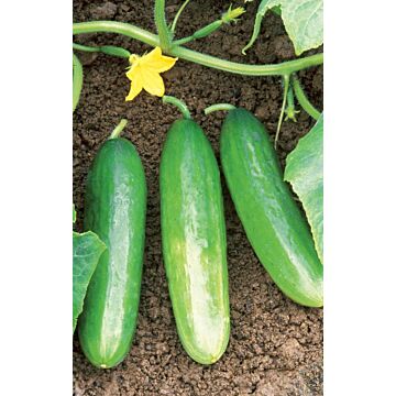 Rohrer Seeds 3-10 1/2 in 6 in Diva Hybrid Cucumber Seeds