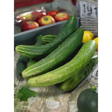 Rohrer Seeds 3-10 1/2 in 6 in Garden Sweet Hybrid Cucumber Seeds