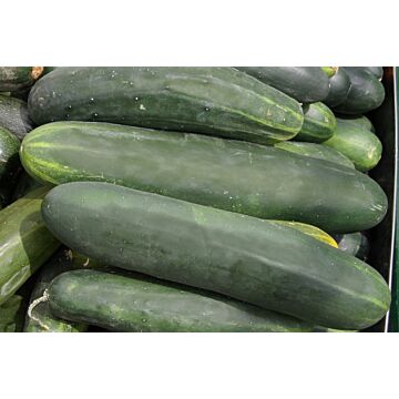 Rohrer Seeds 3-10 1/2 in 4-6 in Straight Eight Cucumber Seeds