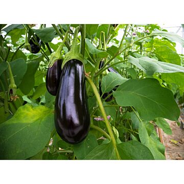Rohrer Seeds 1/4 in 6 in 30-36 in Black Beauty Eggplant Seeds
