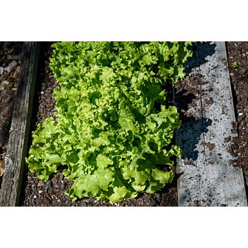 Rohrer Seeds 7-10 1/8 in 1 in Green Ice Lettuce Seeds