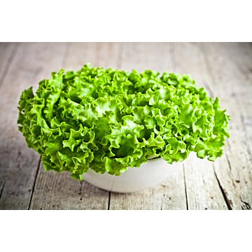 Rohrer Seeds 7-10 1/8 in 1 in Green Salad Bowl Lettuce Seeds
