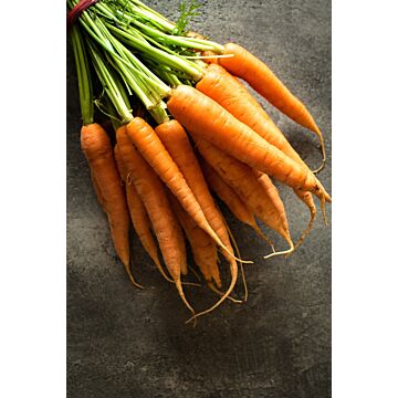 Rohrer Seeds 14-21 1/4 in 1 in Nantes Carrot Seeds