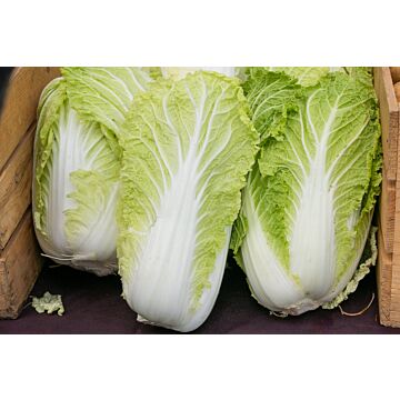 Rohrer Seeds 5-10 1/2 in 6 in Chinese Michihli Cabbage Seeds