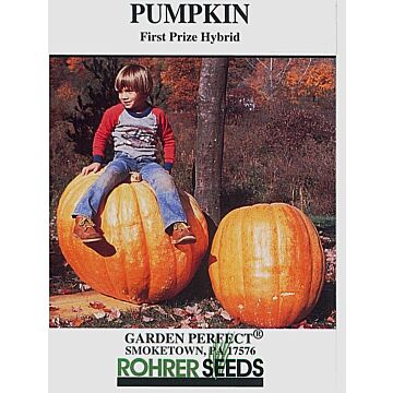 Rohrer Seeds 7-10 1 in 18-72 in First Prize Pumpkin Seeds
