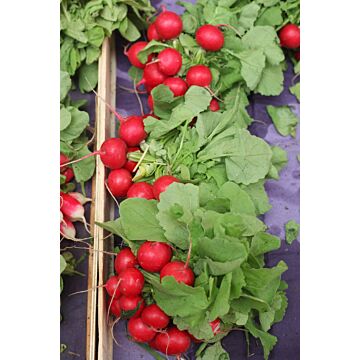 Rohrer Seeds 3-10 1/2 in 1 in Champion Radish Seeds
