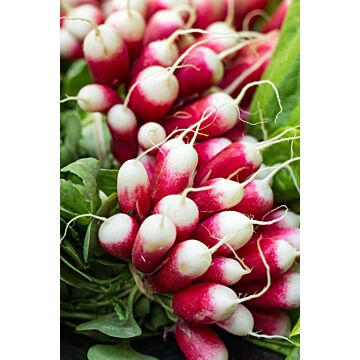 Rohrer Seeds 3-10 1/2 in 1 in French Breakfast Radish Seeds