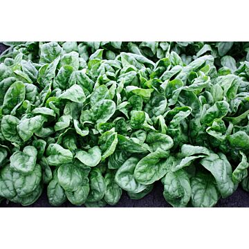 Rohrer Seeds 7-14 1/2 in 1/2 in Olympia Hybrid Spinach Seeds
