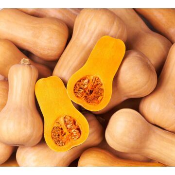 Rohrer Seeds 10-14 1 in 24 in Waltham Butternut Squash Seeds