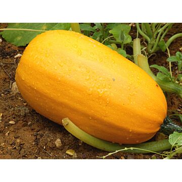 Rohrer Seeds 7-14 1/2 in 18-48 in Spaghetti Squash Seeds