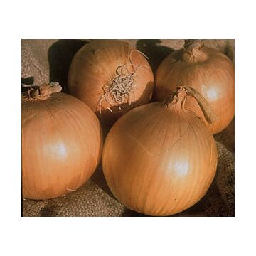 Rohrer Seeds 7-21 1/4 in 1 in Yellow Sweet Spanish Onion Seeds