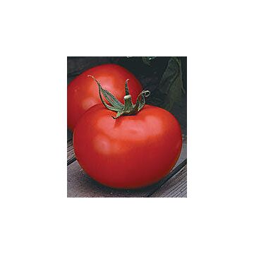 Rohrer Seeds Indeterminate 7-14 1/4 in Better Boy Hybrid Tomato Seeds