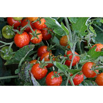 Rohrer Seeds Indeterminate 7-14 1/4 in Red Cherry Tomato Seeds
