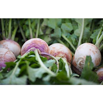 Rohrer Seeds 7-14 1/2 in 1 in Purple Top White Globe Turnip Seeds