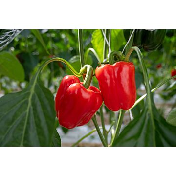 Rohrer Seeds 10-14 1/4 in 6 in Big Red Bell Pepper Seeds