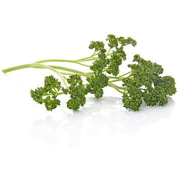 Rohrer Seeds 14-28 1/4 in 6-8 in Forest Green Parsley Seeds