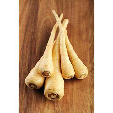 Rohrer Seeds 14-21 1/4 in 1 in Hollow Crown Parsnip Seeds