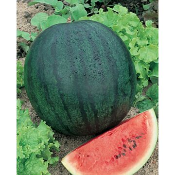 7-10 Days to Germination 1 in 1 in Sugar Baby Watermelon Seeds