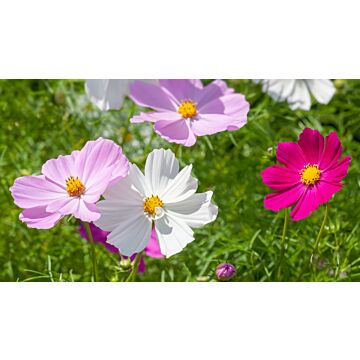 Rohrer Seeds 3-5 1/4 in 9-12 in Annual Sensation Mixed Cosmos Seeds
