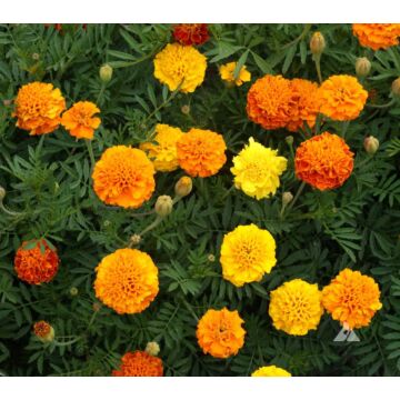 Rohrer Seeds Tagetes Patula 4-7 1/8 in Annual French Dwarf Mixed Marigold Seeds