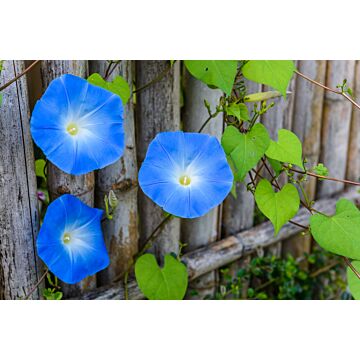 Rohrer Seeds Ipomoea Tricolor 7-14 1/2 in Annual Heavenly Blue Morning Glory Seeds
