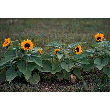 Rohrer Seeds Helianthus Annuus 7-10 1/2 in Annual Junior Sunflower Seeds