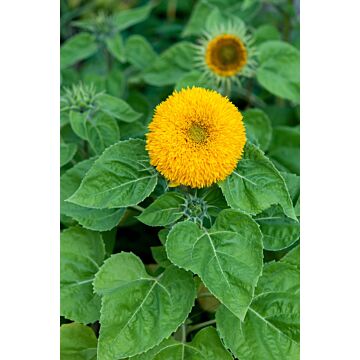 Rohrer Seeds 7-10 1/2 in 18-24 in Annual Teddy Bear Sunflower Seeds
