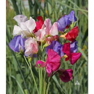 Rohrer Seeds Lathyrus Odoratus 10-20 1 in Annual Mammoth Mixed Sweet Pea Seeds