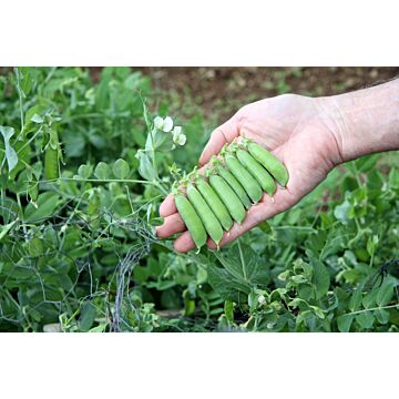 Rohrer Seeds 2 oz 7-15 3/4-1 in Early Frosty Pea Seeds