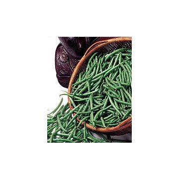 Rohrer Seeds 2 oz 8-16 1-1 1/2 in Bronco Bean Seeds