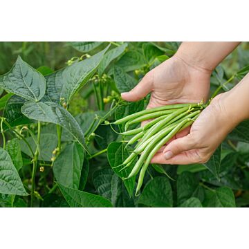 Rohrer Seeds 1/2 lb 8-16 1-1 1/2 in Round Green Stringless Bush Jade Bean Seeds