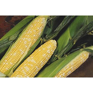 Rohrer Seeds 5-10 1-1/2 4-6 in Delectable R/M Sweet Corn Seeds