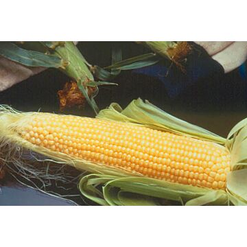 Rohrer Seeds 2 oz Yellow 5-10 Incredible R/M Sweet Corn Seeds
