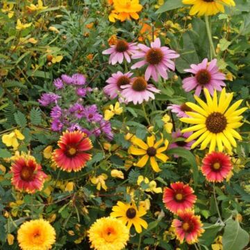 Rohrer Seeds 7-20 1/4 in Scatter Annual & Perennial Songbird Mixed Flower Seeds