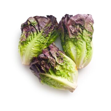 Rohrer Seeds 7-10 1/8 in 6-10 in Red Romaine Lettuce Seeds