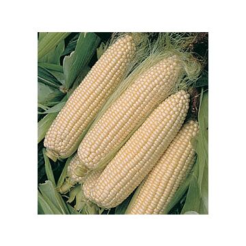 Rohrer Seeds White 5-10 1-1/2 in Silver Queen Sweet Corn Seeds