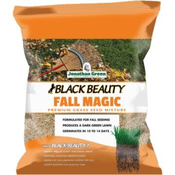 Black Beauty Fall Magic Grass Seed