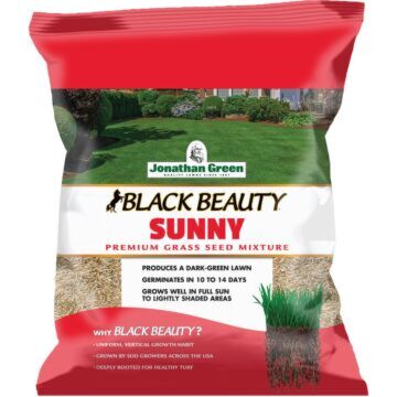 Black Beauty Sunny Grass Seed