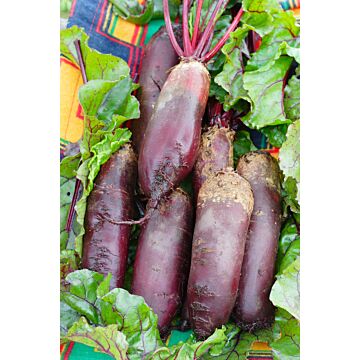 Rohrer Seeds 5-10 3/4 in 1 in Cylindra Beet Seeds