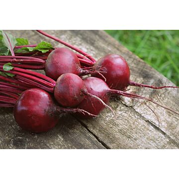 Rohrer Seeds 5-15 3/4 in 1 in Detroit Dark Red Beet Seeds