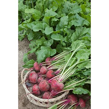 Rohrer Seeds 5-10 1/2 in 1 in Lutz's Green Leaf Beet Seeds