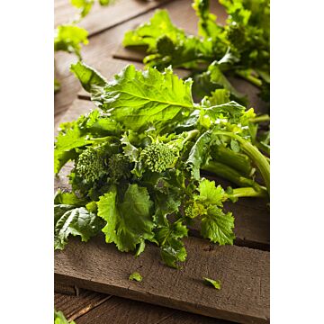 Rohrer Seeds 3-10 1/2 in 3-4 in Raab Spring Rapini Broccoli Seeds