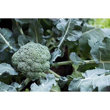 Rohrer Seeds 3-10 1/2 in 6 in Waltham 29 Broccoli Seeds