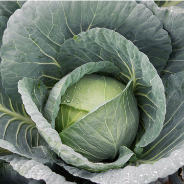 Rohrer Seeds Bravo F1 Hybrid Cabbage Seeds