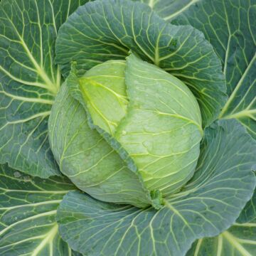 Rohrer Seeds 7-12 1/4 in 6 in Golden Acre Cabbage Seeds