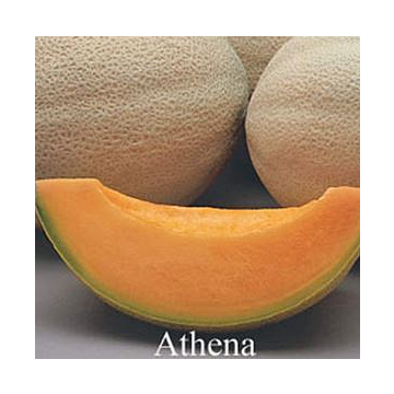 Rohrer Seeds Athena Hybrid Cantaloupe Seeds